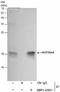 Histone Cluster 4 H4 antibody, NBP2-42861, Novus Biologicals, Immunoprecipitation image 