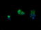 Phosphatidylinositol-4,5-Bisphosphate 3-Kinase Catalytic Subunit Gamma antibody, M01517, Boster Biological Technology, Immunofluorescence image 