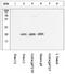 Cofilin 1 antibody, ab12866, Abcam, Western Blot image 