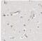 Nuclear Factor Kappa B Subunit 2 antibody, NBP1-87759, Novus Biologicals, Immunohistochemistry paraffin image 