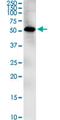 Zic Family Member 1 antibody, MA5-20238, Invitrogen Antibodies, Western Blot image 