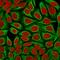 Keratin 18 antibody, GTX34637, GeneTex, Immunofluorescence image 