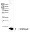 Histone Cluster 4 H4 antibody, NBP2-59246, Novus Biologicals, Western Blot image 