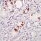 Cholecystokinin antibody, PA1-37267, Invitrogen Antibodies, Immunohistochemistry paraffin image 