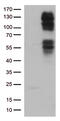 Fibroblast growth factor receptor 2 antibody, TA502797BM, Origene, Western Blot image 