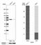 Growth Arrest Specific 8 antibody, NBP2-14037, Novus Biologicals, Western Blot image 