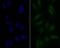 Eukaryotic Translation Initiation Factor 4A3 antibody, NBP2-76831, Novus Biologicals, Immunofluorescence image 