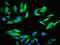 Proteasome Subunit Alpha 7 antibody, LS-C211123, Lifespan Biosciences, Immunofluorescence image 