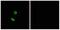 Olfactory Receptor Family 8 Subfamily H Member 2 antibody, A18810, Boster Biological Technology, Western Blot image 