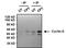 Cyclin A2 antibody, MA1-154, Invitrogen Antibodies, Immunoprecipitation image 