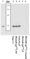 AKT1 Substrate 1 antibody, LS-C53893, Lifespan Biosciences, Western Blot image 