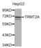 TRNA Methyltransferase 2 Homolog A antibody, abx004586, Abbexa, Western Blot image 