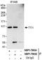 TELO2 Interacting Protein 1 antibody, NBP1-79035, Novus Biologicals, Immunoprecipitation image 