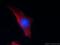 Calcium Voltage-Gated Channel Auxiliary Subunit Gamma 1 antibody, 18389-1-AP, Proteintech Group, Immunofluorescence image 