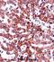 ITGB5 antibody, abx027731, Abbexa, Immunohistochemistry frozen image 