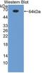 Geminin DNA Replication Inhibitor antibody, LS-C374512, Lifespan Biosciences, Western Blot image 