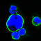 ISL LIM Homeobox 1 antibody, M02969-2, Boster Biological Technology, Western Blot image 