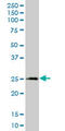 X-Box Binding Protein 1 antibody, LS-B11227, Lifespan Biosciences, Western Blot image 