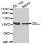 Cbl Proto-Oncogene Like 1 antibody, MBS129086, MyBioSource, Western Blot image 