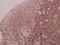 Myogenic Factor 6 antibody, A06455, Boster Biological Technology, Immunohistochemistry frozen image 