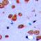 MSL-2 antibody, orb393126, Biorbyt, Immunohistochemistry paraffin image 
