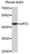 ADP-Ribosyltransferase 3 antibody, STJ22696, St John
