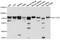 Nramp2 antibody, A10231, ABclonal Technology, Western Blot image 