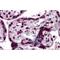 Karyopherin Subunit Alpha 7 antibody, MBS150983, MyBioSource, Western Blot image 