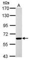RUN Domain Containing 1 antibody, PA5-31987, Invitrogen Antibodies, Western Blot image 
