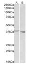 Poly(RC) Binding Protein 1 antibody, orb125087, Biorbyt, Western Blot image 