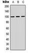 Myelin Associated Glycoprotein antibody, LS-C354417, Lifespan Biosciences, Western Blot image 