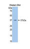 Cf2 antibody, LS-C300151, Lifespan Biosciences, Western Blot image 
