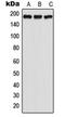 Adhesion G Protein-Coupled Receptor A3 antibody, orb215393, Biorbyt, Western Blot image 