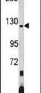 Pumilio homolog 2 antibody, PA5-14812, Invitrogen Antibodies, Western Blot image 