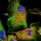 VPS8 Subunit Of CORVET Complex antibody, PA5-57855, Invitrogen Antibodies, Immunofluorescence image 