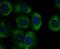 Sodium Channel Epithelial 1 Gamma Subunit antibody, NBP2-76964, Novus Biologicals, Immunocytochemistry image 