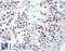 Serine/Threonine Kinase 36 antibody, LS-B8588, Lifespan Biosciences, Immunohistochemistry frozen image 