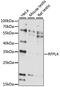 Ret Finger Protein Like 4A antibody, 16-359, ProSci, Western Blot image 