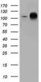 Transforming Acidic Coiled-Coil Containing Protein 3 antibody, MA5-25128, Invitrogen Antibodies, Western Blot image 