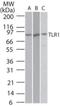 Toll Like Receptor 1 antibody, NB100-56563, Novus Biologicals, Western Blot image 