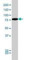 Dynamin 1 Like antibody, ab56788, Abcam, Western Blot image 