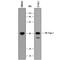 Spi-1 Proto-Oncogene antibody, MAB7124, R&D Systems, Western Blot image 