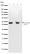 NFKB Inhibitor Alpha antibody, 701271, Invitrogen Antibodies, Western Blot image 