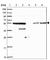 Zinc Finger Protein 300 antibody, HPA051777, Atlas Antibodies, Western Blot image 