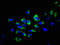 Natural Cytotoxicity Triggering Receptor 1 antibody, orb400512, Biorbyt, Immunofluorescence image 