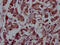 Fibroblast Growth Factor Receptor 4 antibody, CSB-RA927449A0HU, Cusabio, Immunohistochemistry frozen image 