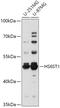 Heparan Sulfate 6-O-Sulfotransferase 1 antibody, 16-996, ProSci, Western Blot image 