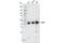 Protein Arginine Methyltransferase 1 antibody, 79780S, Cell Signaling Technology, Western Blot image 