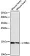 LYR motif-containing protein 1 antibody, LS-C750453, Lifespan Biosciences, Western Blot image 