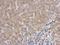 Rac GTPase-activating protein 1 antibody, NBP1-33455, Novus Biologicals, Immunohistochemistry frozen image 